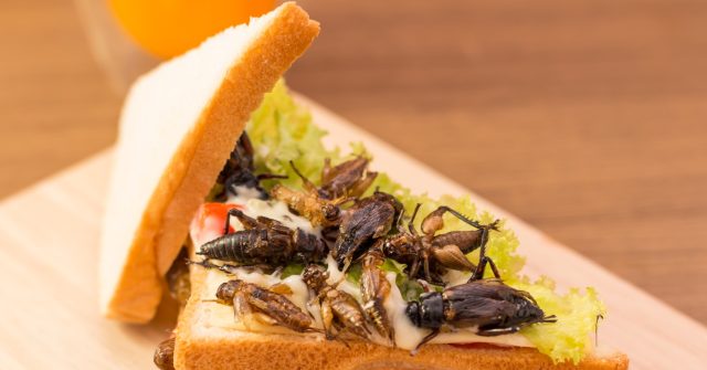 Eat the Bug: UK Schoolchildren Fed Insects to Encourage 'Sustainability' - Vimarsana News