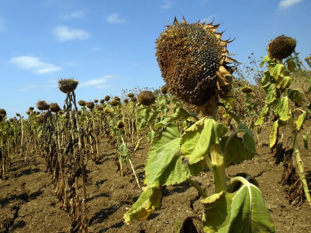TO GO WITH AFP STORY BY Nicolas Cheviron: Picture dated 02 August 2007 shows dried-up sunflowers at a farmland in eastern Thrace city of Tekirdag. In western Turkey, where the lakes are drying up and the blazing sun burns the crops, a 10-month-long drought has ravaged farming and is now …