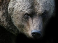 Dow Jones Industrial Average On Longest Losing Streak Since 1932