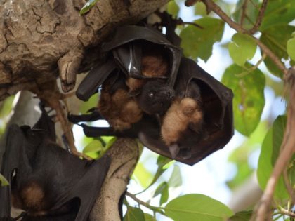 Bats rest on the lower branches of a Banyan tree during a hot summer day in Ahmedabad on A