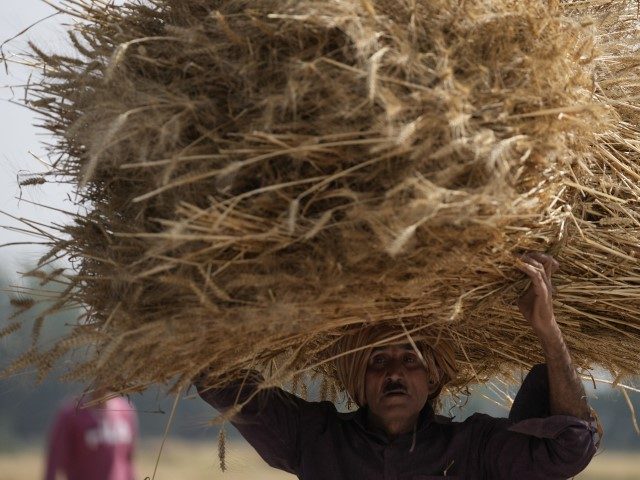 A farmer carries wheat crop after harvested on the outskirts of Jammu, India, Thursday, Ap