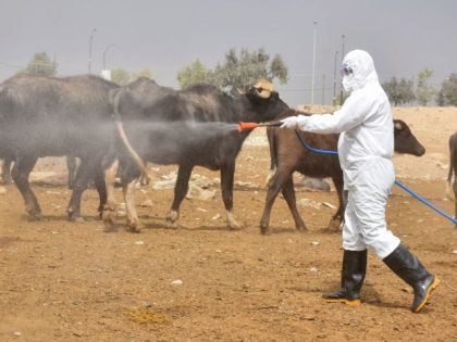 TOPSHOT - A member of a veterinary team sprays a farm's cattle and enclosures with disinfectant in Iraq's northern city of Kirkuk, on May 7, 2022, a day after registering the first death of Crimean-Congo haemorrhagic fever as cases of the virus spread to the country's north. - Iraq has …