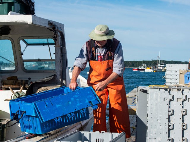 Max Oliver, 78, transfers his catch to the Lobster Co-Op in the village of Spruce Head in Maine on July 31, 2021. - Virginia Oliver has been catching lobsters off the coast of Maine since age 7 and is now 101 -- and still going strong. She is the oldest …