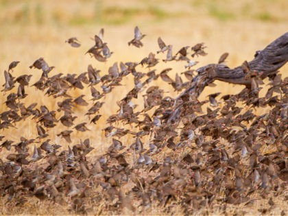 Red-billed quelea flock flying back and forth between trees and the waterhole in the Kalahari, South Africa