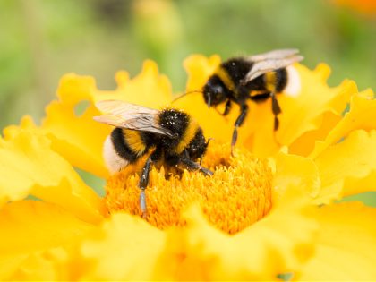 two bumblebees on a yellow flower collects pollen, selective focus, nature background