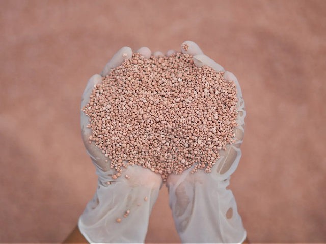 fertilizer in farmer hand. NPK fertilizers are three-component fertilizers providing nitro