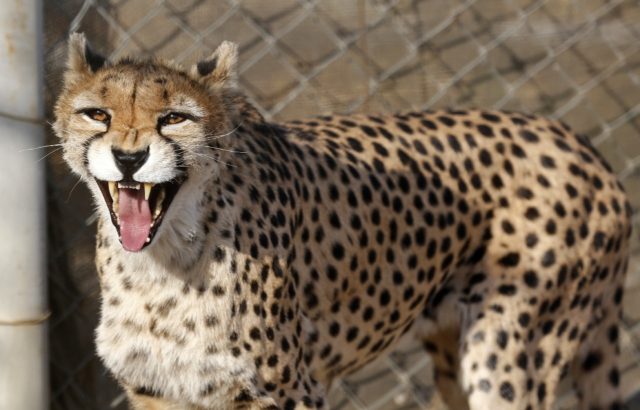 In this file picture taken in October 2017 a female Asiatic Cheetah named Dalbar snarls a