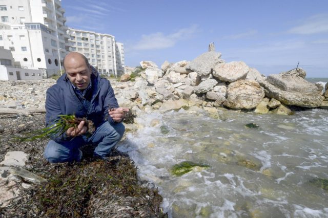 Tunisian marine biologist Yassine Ramzi Sghaier inspects seagrass: he says protecting the