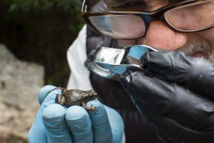 Conservation biologist Enrique La Marca says most of the Macuches' Frog population disappe