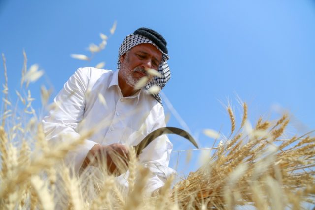 Iraq's wheat is caught between a rock and a hard place: searing heat and lack of rain is t