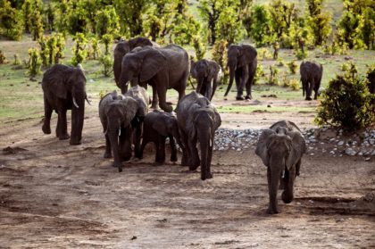 Elephant numbers are increasing in Zimbabwe but at the cost of human lives as the two species come into conflict