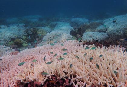 A new report on Australia's Great Barrier Reef shows 654 of 719 reefs surveyed were affected by bleaching over a summer heatwave