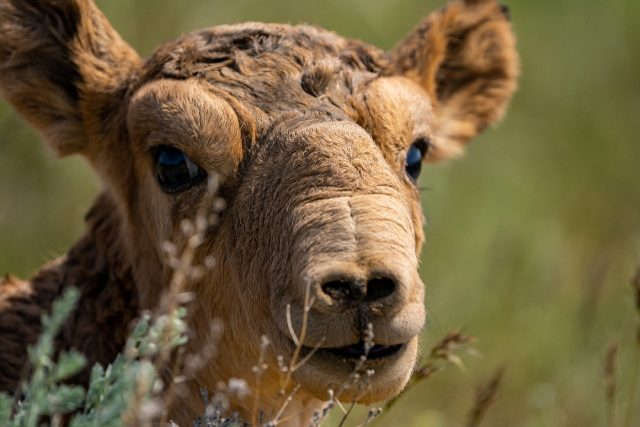 In 2015, a nasal bacteria wiped out more than half of the world’s Saiga antelope populat