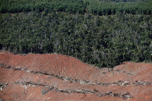 Aerial view of an area of Atlantic Forest clear-cut for eucalyptus farming in Brazil's Min