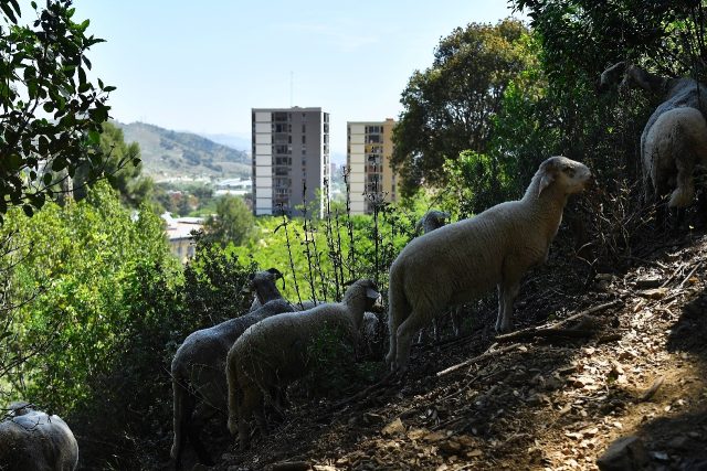 Barcelona is using sheep and goats to clear undergrowth at the Collserola National Park on