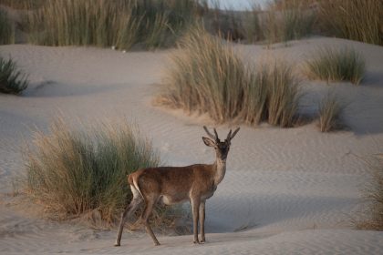 Donana National Park in southern Spain is home to many animal species and is on the migrat