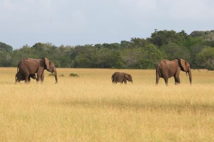 Gabon's environment minister says a key UN summit this year must give biodiversity the sam