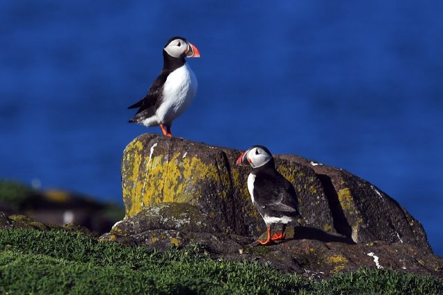Puffins are one of the most distinctive visitors to the Isle of May nature reserve off the