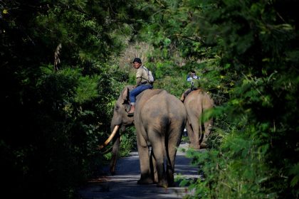 According to the World Wildlife Fund, Sumatran elephants are on the brink of extinction wi