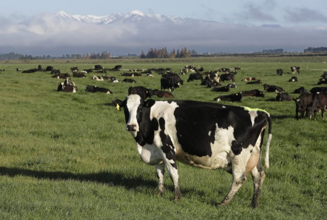 New Zealand Cow Disease The Associated Press