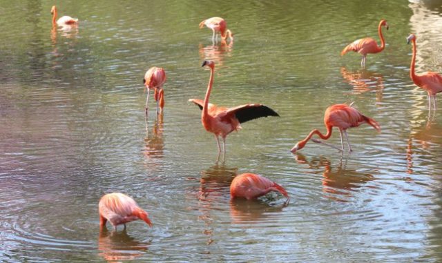 Smithsonian Zoo reinforces barriers around flamingo yard after fox kills 25 of them