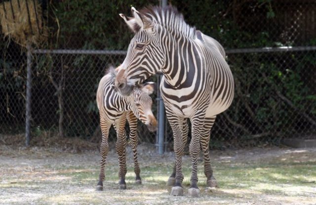 Como Park Zoo announces birth of zebra foal