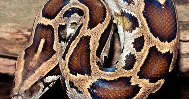 WATCH: Largest Burmese Python Ever Recorded Caught In Florida