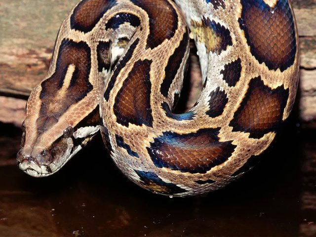 Head of a Burmese Python - stock photo