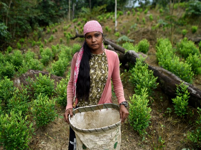 Naikelly Delgado, 36, a Venezuelan migrant working as a "Raspachin" (farmer collector of coca leaves), poses for a picture at a coca plantation in the Catatumbo region, Norte de Santander Department, in Colombia, on February 9, 2019. - Many Venezuelan who fled their country stopped being workers, taxi drivers, fishermen or sellers to collect the leaf that is used to make cocaine, an illegal activity that they had barely heard about and that tears them physically and morally. (LUIS ROBAYO/AFP via Getty Images)