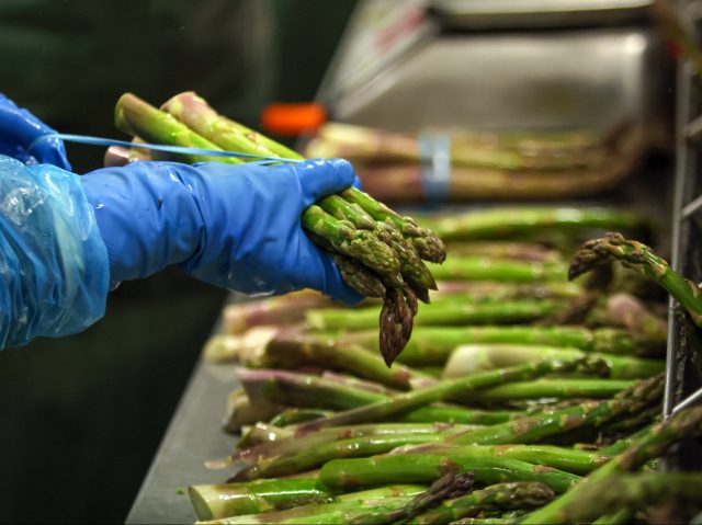 A farm worker sorts through freshly cut asparagus in a packing room at a farm in Minster n