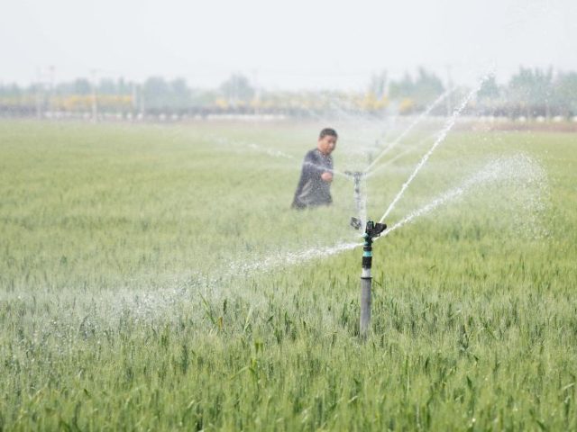A member of an agriculture cooperative irrigates a field of winter wheat in Shenze County,
