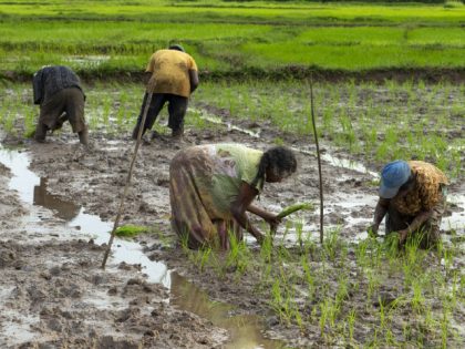 Farmers plant rice seedlings in a paddy field in Bandaragama, Sri Lanka, on June 5, 2022.