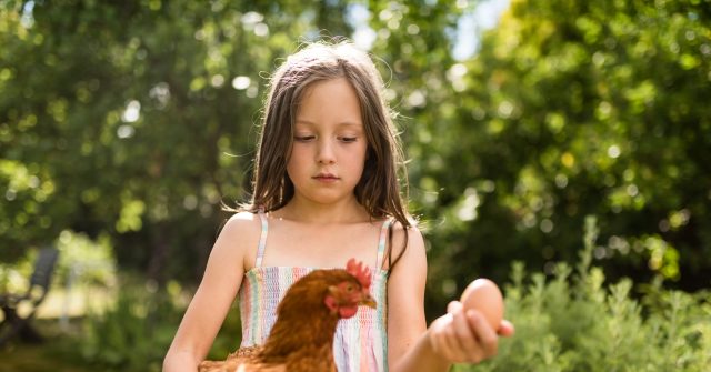 Farm Inflation: Prices Surge for Chickens, Eggs, Wheat, Corn, and Milk