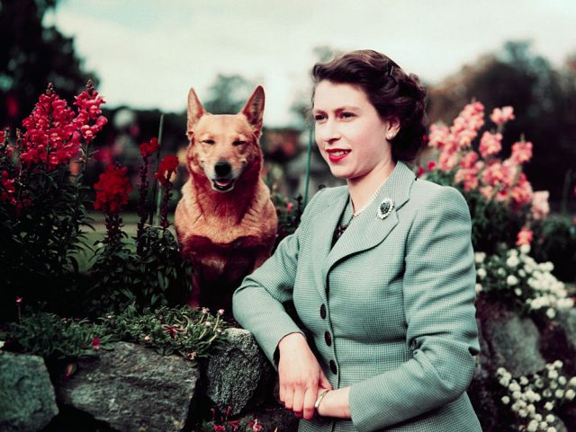 Queen Elizabeth II of England at Balmoral Castle with one of her Corgis, 28th September 19