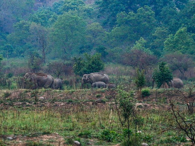 This picture taken on May 11, 2022 shows Indian elephants in the Jim Corbett National Park at Ramnagar in India's Uttarakhand state. (Photo by Sebastien BERGER / AFP) (Photo by SEBASTIEN BERGER/AFP via Getty Images)