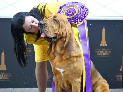 Westminster Dog Show Best in Show Winner Trumpet the Bloodhound and his handler Heather Helmer visit the Empire State Building on June 23, 2022, in New York City. (Roy Rochlin/Getty Images for Empire State Realty Trust)