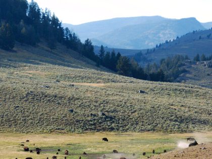 FILE - A herd of bison are seen in Yellowstone National Park, Montana, on Aug. 26, 2016. A