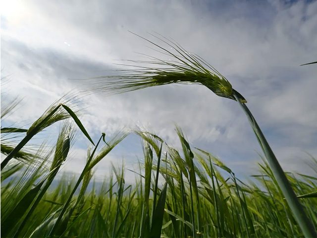 A photograph shows a barley field at a farm in southern Ukraines Odessa region on May 22,