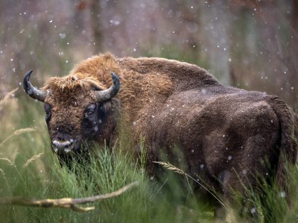07 January 2022, Brandenburg, Dallgow-Döberitz: A bison stands in the sleet on the Döber