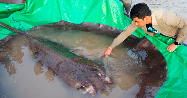 PHOTOS: World’s largest freshwater fish caught in Cambodia weighs 660 pounds