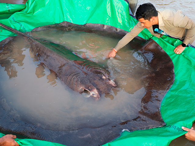 In this photo provided by Wonders of the Mekong taken on June 14, 2022, a man touches a giant freshwater stingray before being released back into the Mekong River in the northeastern province of Stung Treng, Cambodia. A local fisherman caught the 661-pound (300-kilogram) stingray, which set the record for …