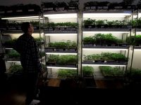 U.N. Study: Legalized Marijuana Leaving a ‘Significant Carbon Footprint’ Globally