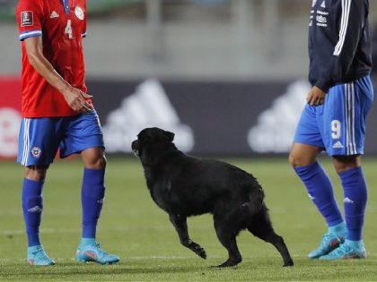 CALAMA, CHILE - JANUARY 27: Mauricio Isla of Chile (L) reacts as a dog enters the pitch after a match between Chile and Argentina as part of FIFA World Cup Qatar 2022 Qualifiers at Zorros del Desierto Stadium on January 27, 2022 in Calama, Chile. (Photo by Javier Torres-Pool/Getty Images)