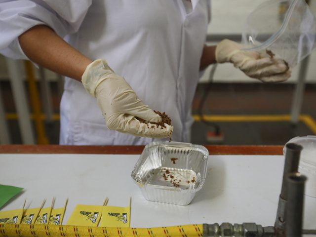 BOGOTA, COLOMBIA - MARCH 07: A group of Zootechnician and food engineers work at the laboratory developed a protein based on Insects, a good option for nutritionally viable and low-cost protein to feed ornamental fish and in a future could be helpful in humans at Universidad Agraria in Bogota, Colombia …