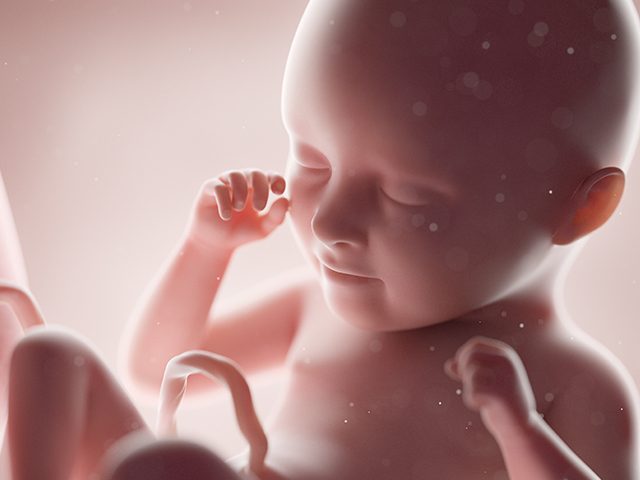 Human foetus, week 35, illustration. (SEBASTIAN KAULITZKI/SCIENCE PHOTO LIBRARY/ iStock/Getty)