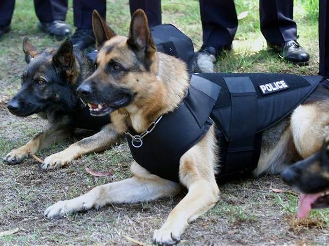 Sagus, a 6 year old German Shepherd Police dog, wears bullet proof vest while having his p