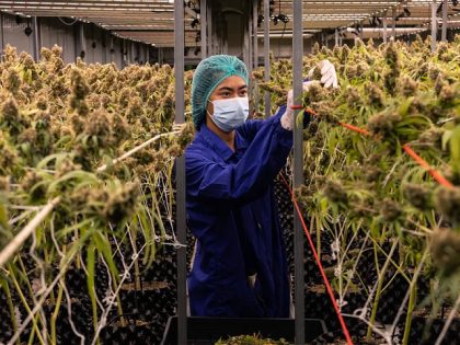 A worker prunes marijuana plants at Rakjang Farm in Nakhon Ratchasima, Thailand, on Wednesday, June 8, 2022. It will no longer be a crime to grow and trade marijuana and hemp products, a move aimed at bolstering the country's crucial agriculture and tourism sectors. Photographer: Luke Duggleby/Bloomberg via Getty Images