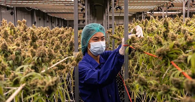 Thailand Becomes First Asian Country To Legalize Medical Marijuana