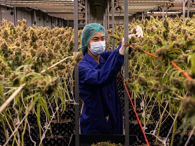 A worker prunes marijuana plants at Rakjang Farm in Nakhon Ratchasima, Thailand, on Wednes