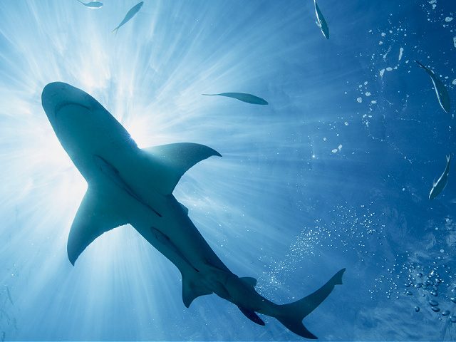 Upward angle of the underside of a Lemon shark (Negaprion brevirostris) highlighted by crepuscular rays.